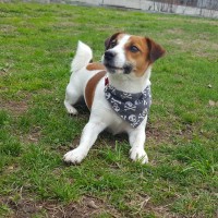 Pizza: Jack russel