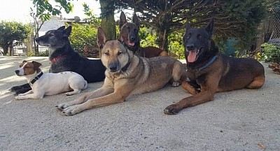 Grazie a tutti i miei cani che attaversano la mia vita