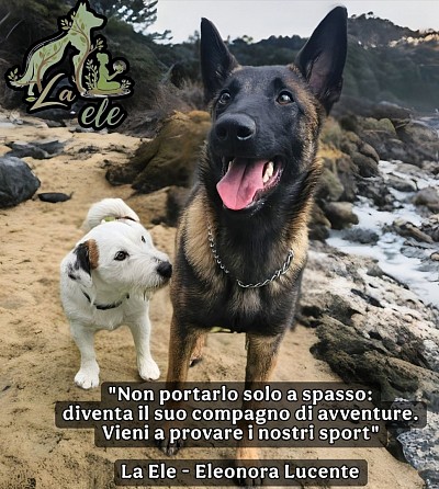 Grazie a tutti i miei cani che attaversano la mia vita